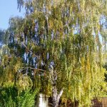 Bogyai Márta: Nyírfa_01