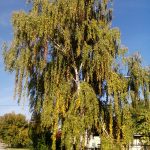 Bogyai Márta: Nyírfa_02